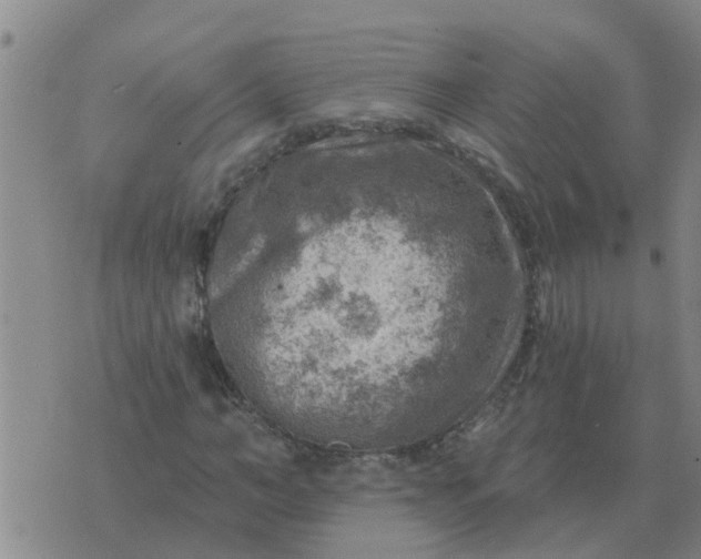 X0000074340966200609082053