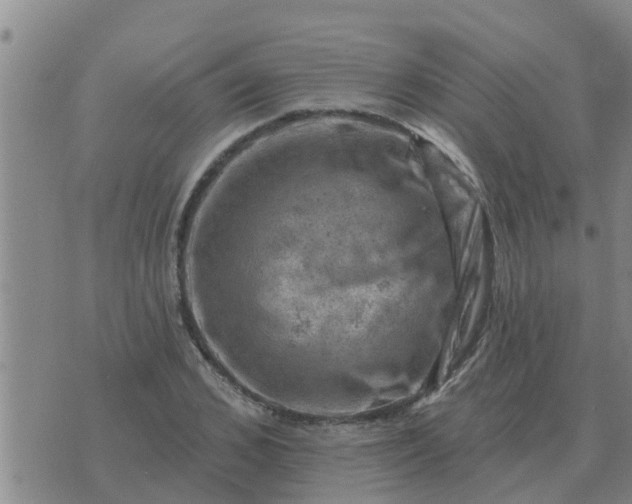 X0000074340976200609082053