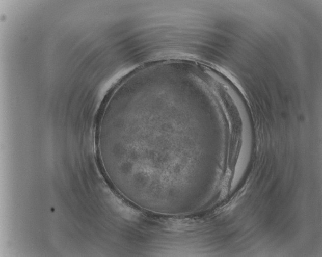 X0000074340987200609082053