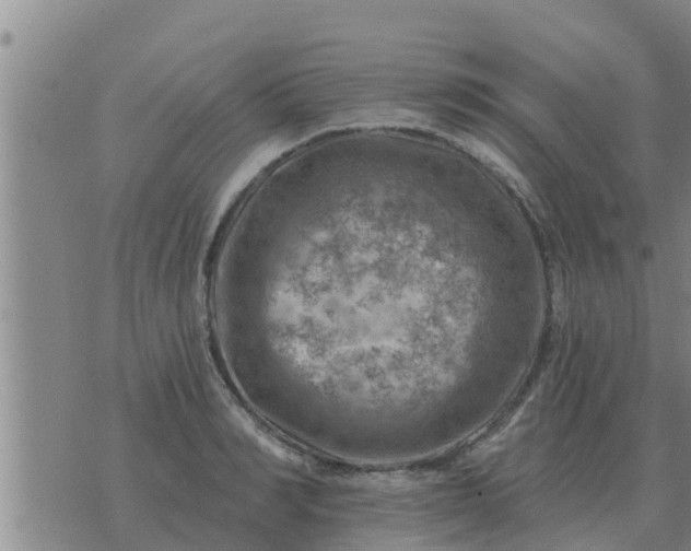 X0000074340990200609082053