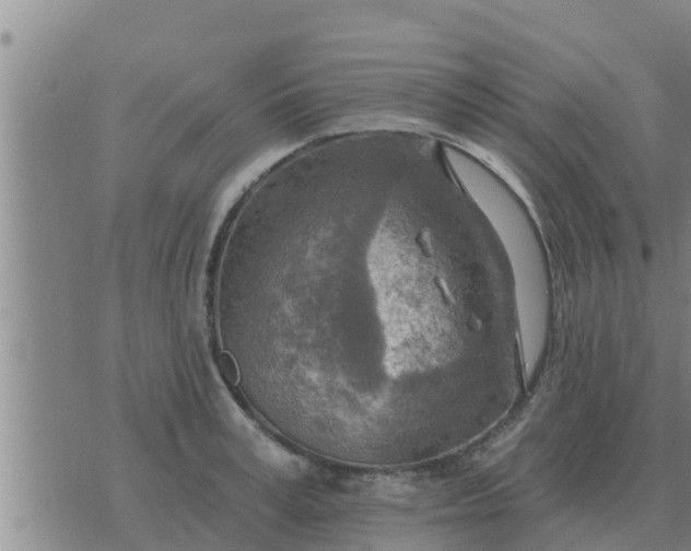 X0000074340995200609082052