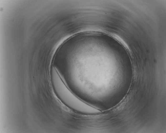 X0000074340996200609082052