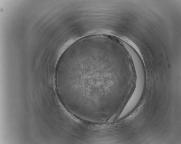 X0000074340997200609082052