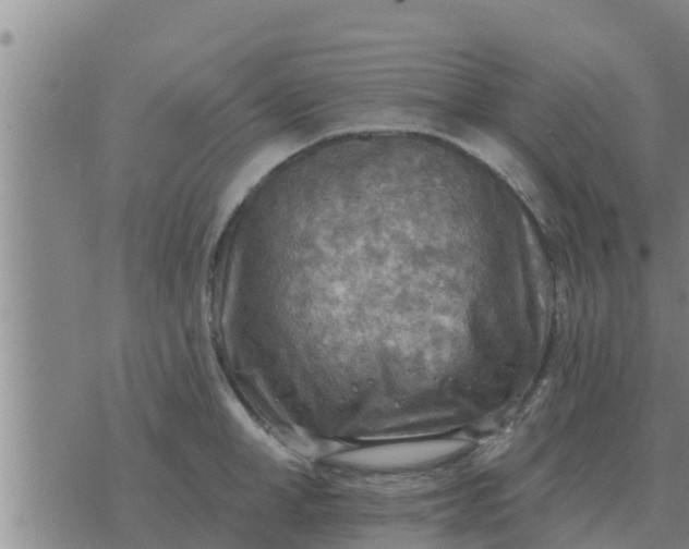 X0000074340998200609082052