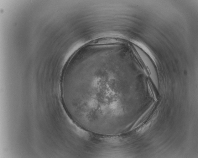 X0000074340999200609082052