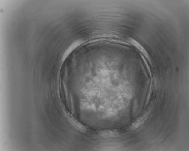 X0000074341002200609082052