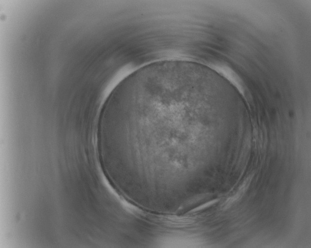 X0000074341007200609082052