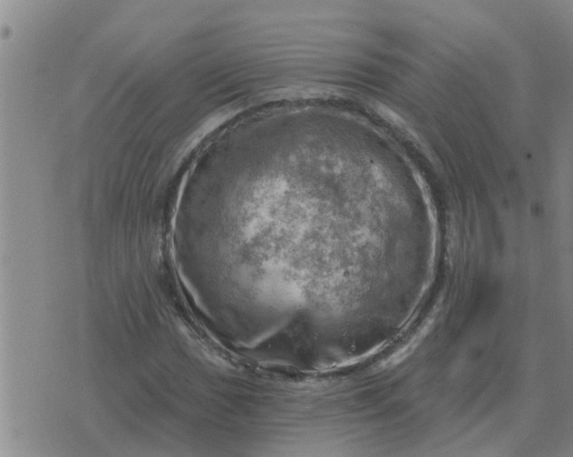 X0000074341017200609082052