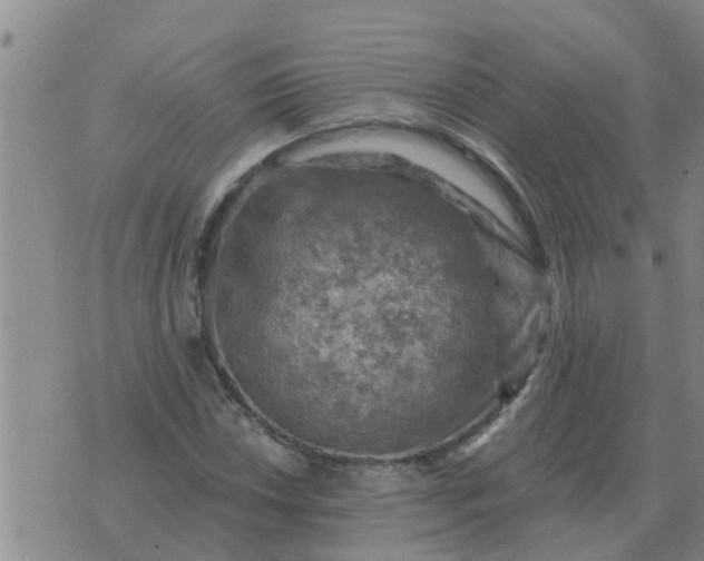 X0000074341018200609082052