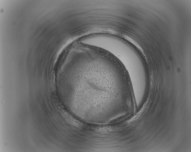 X0000074341021200609082052