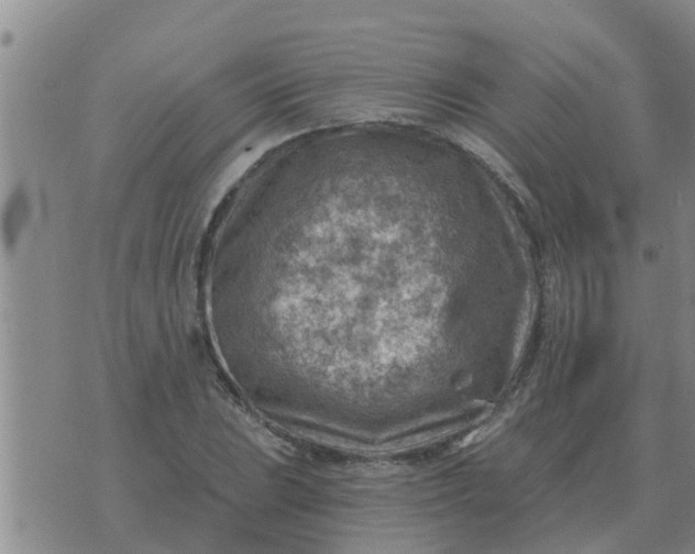 X0000074341023200609082052