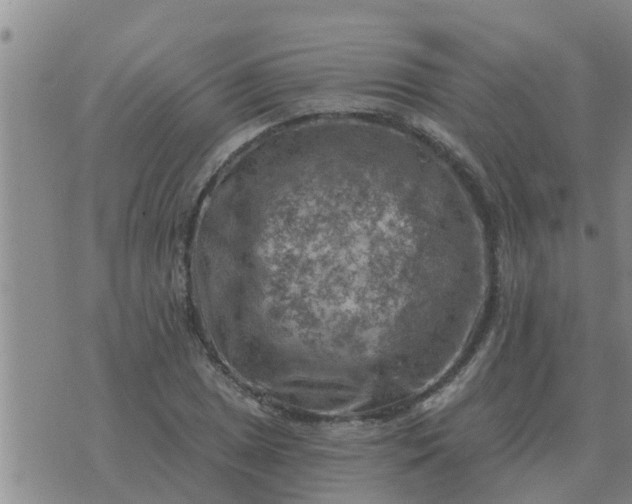 X0000074341025200609082052