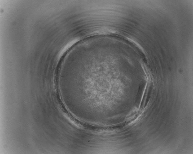 X0000074341026200609082052