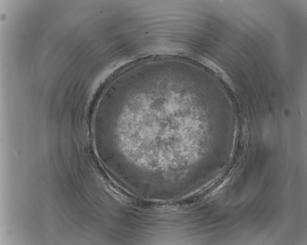 X0000074341027200609082052