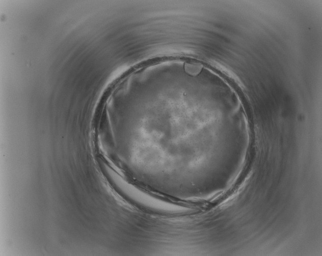 X0000074341029200609082052