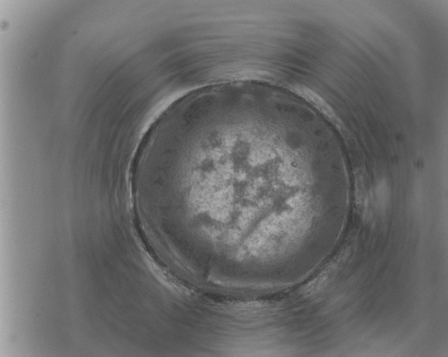 X0000074341031200609082052