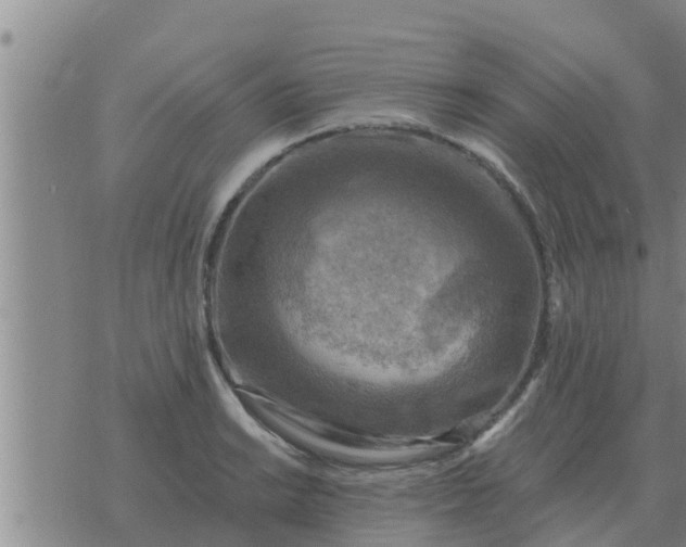 X0000074341038200609082052