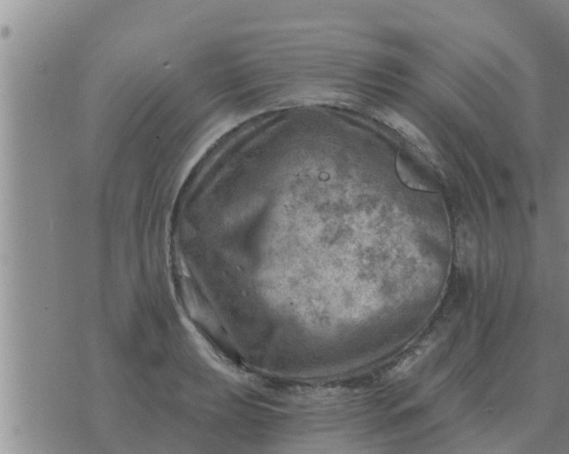 X0000074341039200609082052