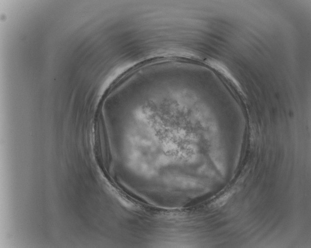 X0000074341040200609082052