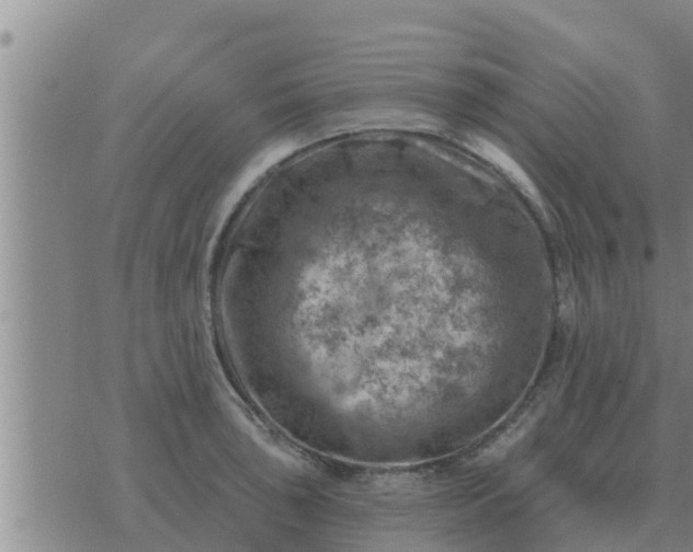 X0000074341043200609082052