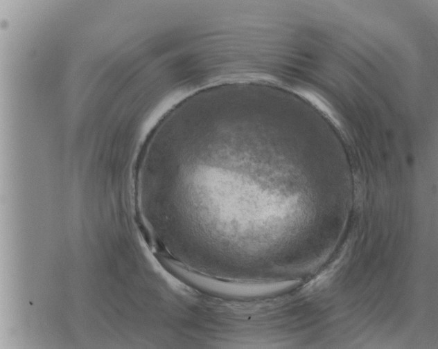 X0000074341046200609082052