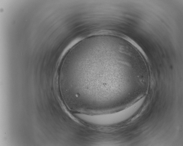 X0000074341053200609082052