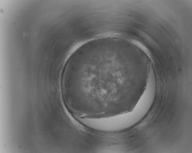 X0000074341055200609082052