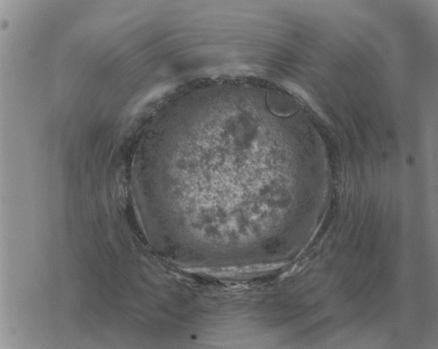 X0000074341063200609082051