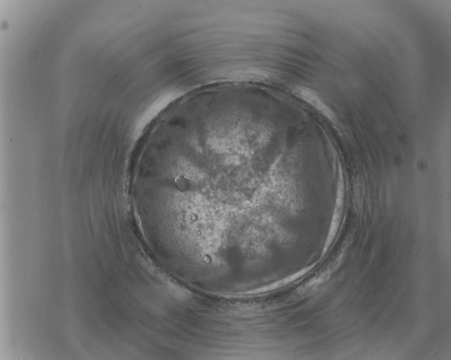 X0000074341071200609082051