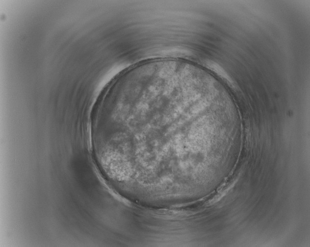 X0000074341079200609082051