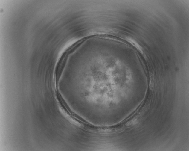 X0000074341080200609082051