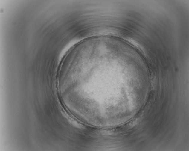 X0000074341086200609082051