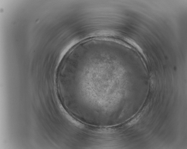 X0000074341091200609082051