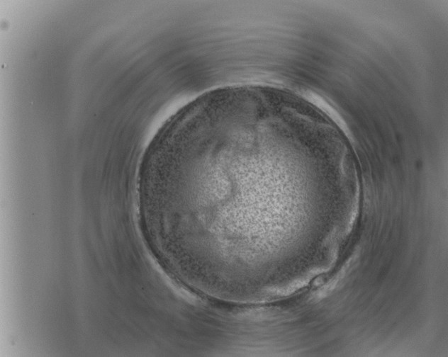 X0000074341093200609082051