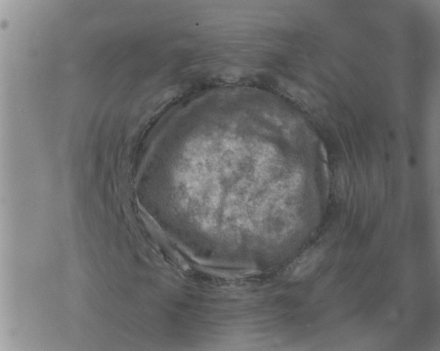 X0000074341105200609082050