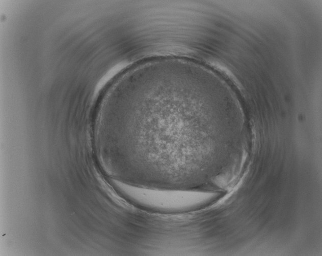 X0000074341114200609082050