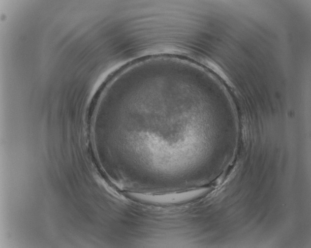 X0000074341116200609082050