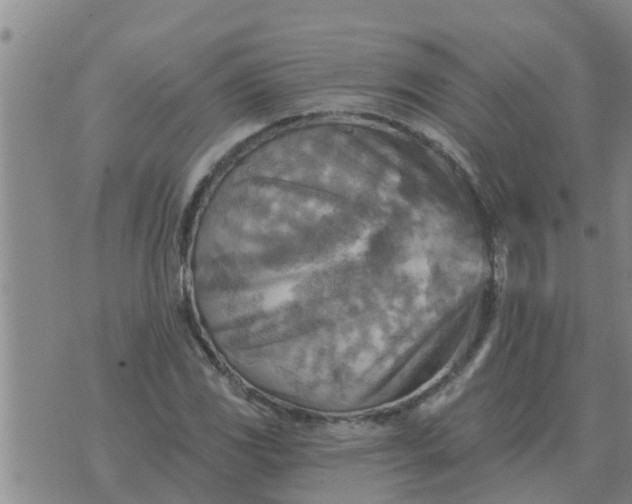 X0000074341117200609082050