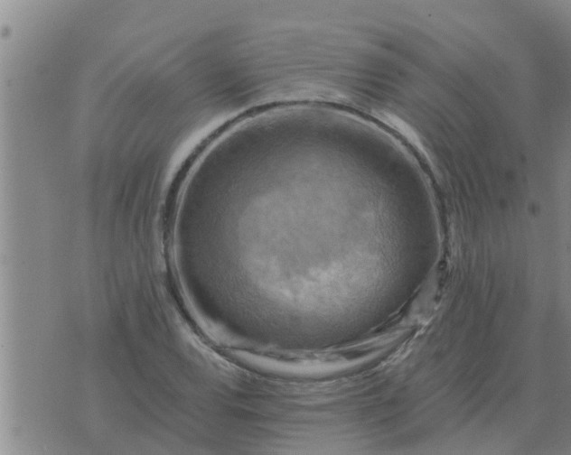 X0000074341120200609082050