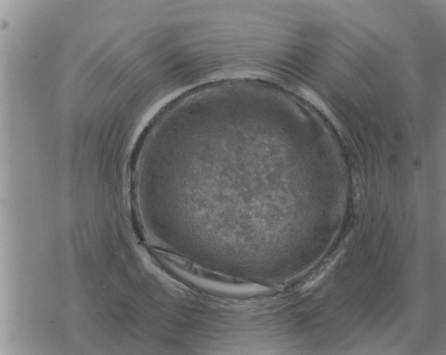 X0000074341124200609082050