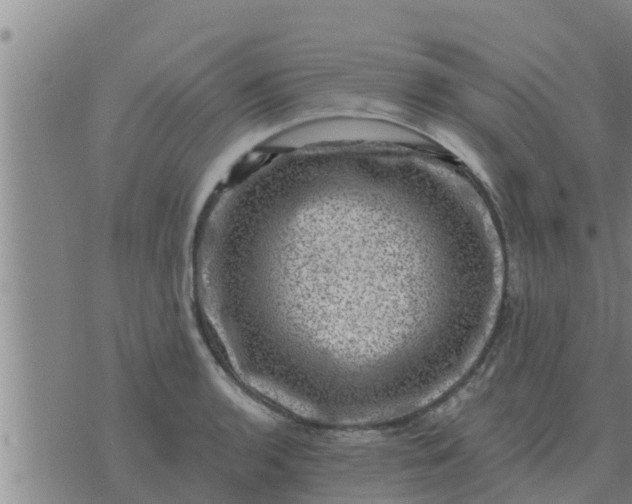 X0000074341136200609082050