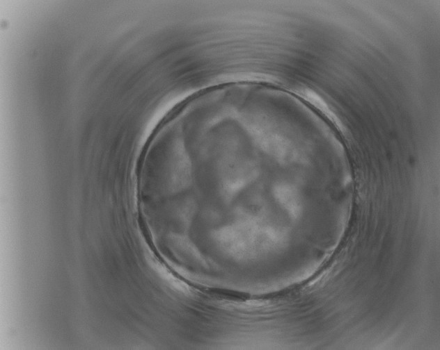 X0000074341140200609082050