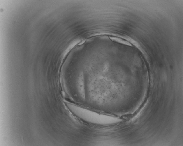 X0000074341145200609082051