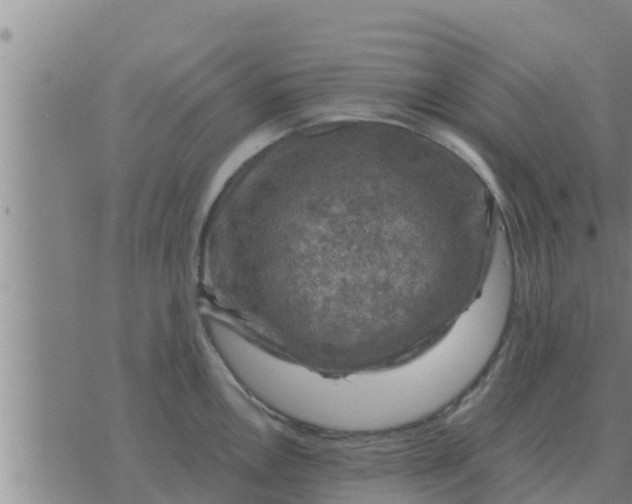 X0000074341146200609082051