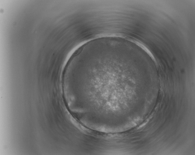 X0000074341148200609082051