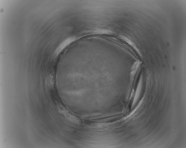 X0000074341163200609082050