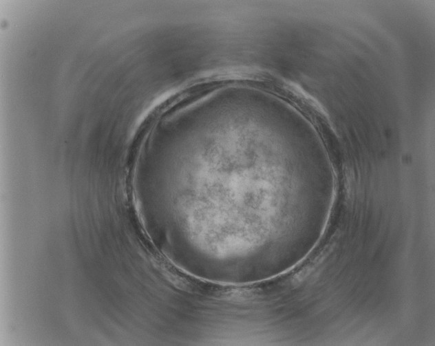 X0000074341166200609082050