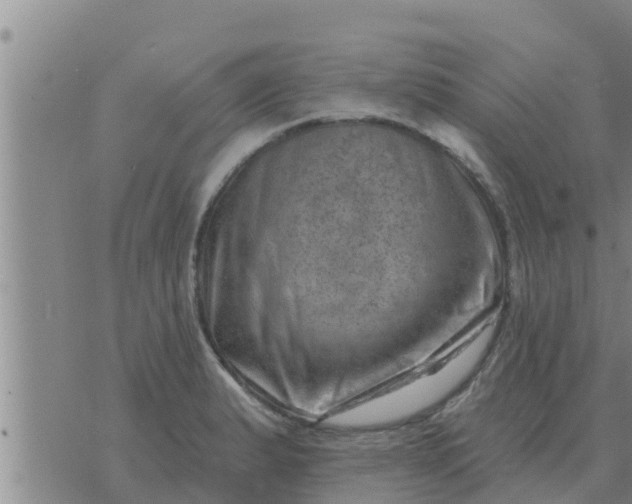 X0000074341183200609082049