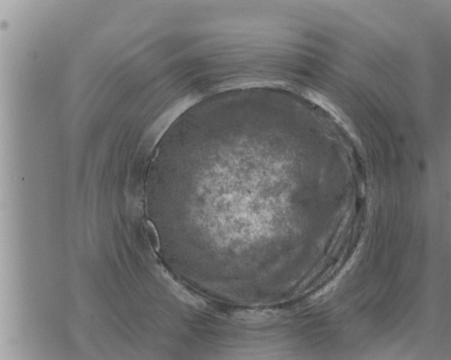 X0000074341185200609082049