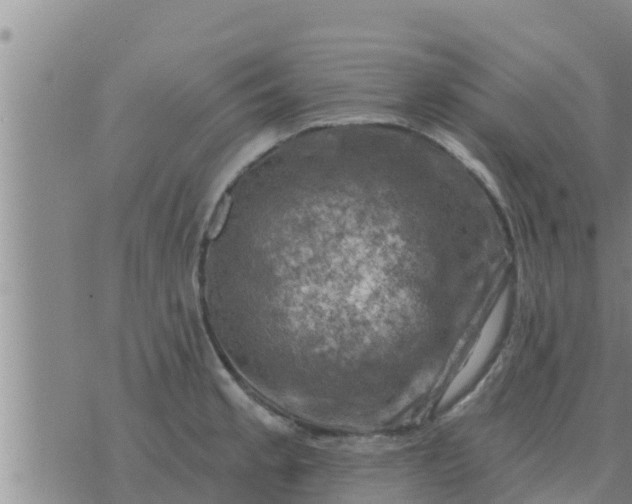 X0000074341189200609082049